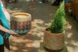  Chậu trồng cây Tùng sơn, cây mùa Giáng sinh các loại, H40cm- SP0035661 