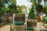  Chậu trồng cây Tùng sơn, cây mùa Giáng sinh các loại, H40cm- SP0035661 