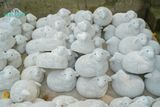  Cừu nằm trắng trung, gốm trang trí Noel và sân vườn, D20xC16 (cm)- 0401cu3011 