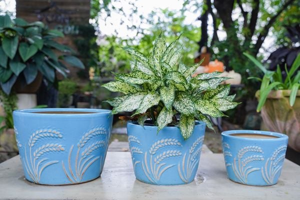  Chậu gốm họa văn bông lúa, chậu men trồng cây, gốm Nam Bộ, R35 x C25cm- 0402l5l032 