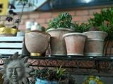  Chậu Terracotta, chậu đất nung, gốm Nam Bộ-  0302h3a001 