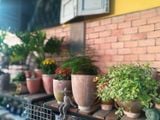  Chậu Terracotta, chậu đất nung, gốm Nam Bộ-  0302h3a001 