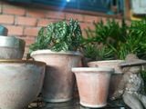  Chậu Terracotta, chậu đất nung, gốm Nam Bộ-  0302h3a001 