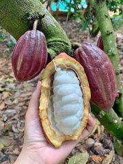 Trái cacao Tươi