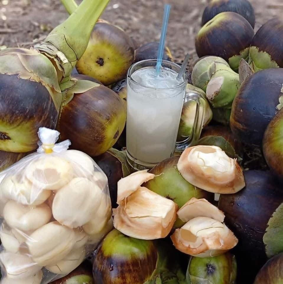 Vận Chuyển Thốt Nốt An Giang Đi Thanh Hóa Vận Chuyển Thốt Nốt An Giang Đi Thanh Hóa