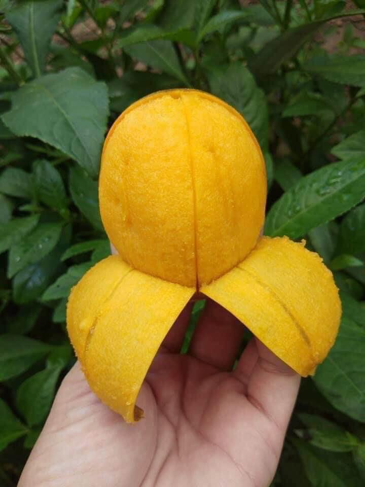 Cóc chín – Ăn vặt Zupy