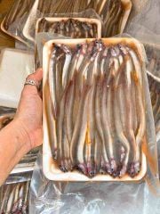 Cá sùn sịn ( cá sụn biển)