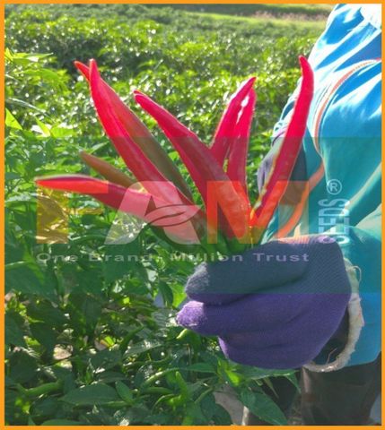 ỚT CHỈ THIÊN FAM 9.0