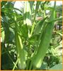 ĐẬU BẮP FS 20