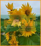 HƯỚNG DƯƠNG THÁP SIÊU BÔNG FAM 65