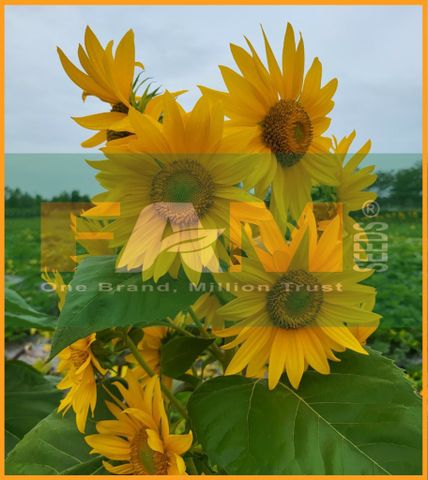 HƯỚNG DƯƠNG THÁP SIÊU BÔNG FAM 65