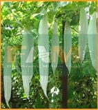 KHỔ QUA TÂY (LẶC LÀY) FAM 113