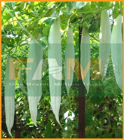 KHỔ QUA TÂY (LẶC LÀY) FAM 113