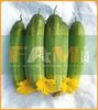 DƯA LEO FAM 116