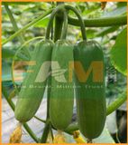 DƯA LEO BABY FS 157