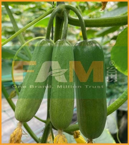 DƯA LEO BABY FS 157