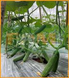 DƯA LEO BABY FS 158