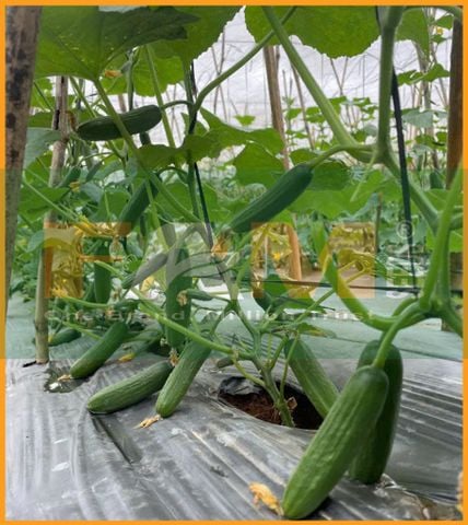 DƯA LEO BABY FS 158