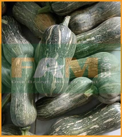 BÍ ĐỎ HẠT ĐẬU FS 178