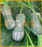 BÍ ĐỎ HẠT ĐẬU FS 179