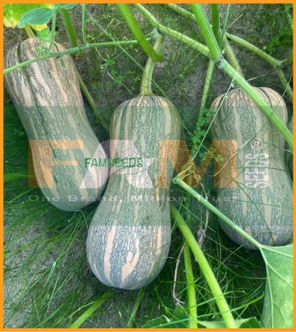 BÍ ĐỎ HẠT ĐẬU FS 179