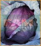 CẢI BẮP ĐỎ FS 188