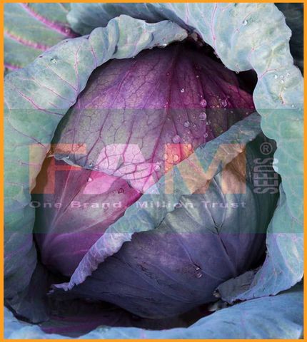 CẢI BẮP ĐỎ FS 188