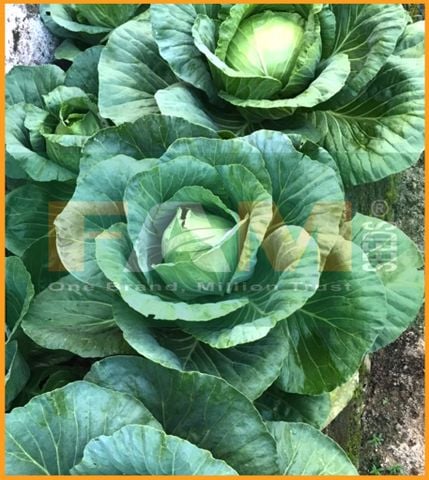 CẢI BẮP XANH FS 189