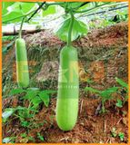 BẦU TRÁI DÀI FS 225