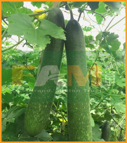 BÍ ĐAO XANH FS 232