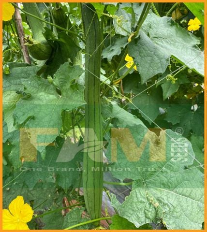 MƯỚP HƯƠNG FS 237