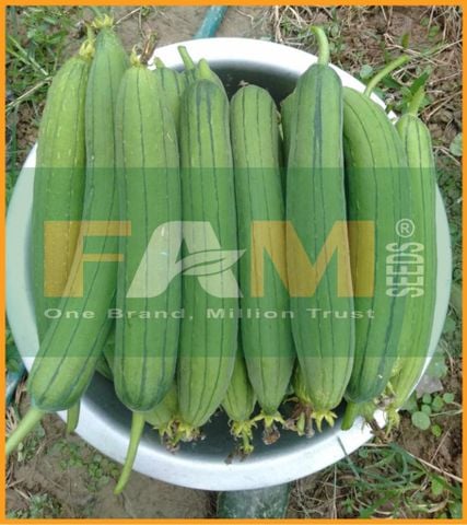 MƯỚP HƯƠNG FS 238