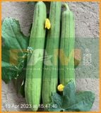 MƯỚP HƯƠNG FS 239