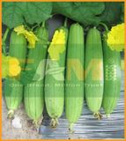 MƯỚP HƯƠNG FS 258