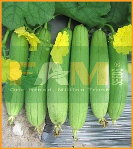 MƯỚP HƯƠNG FS 258