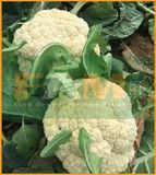 BÔNG CẢI TRẮNG FS 299