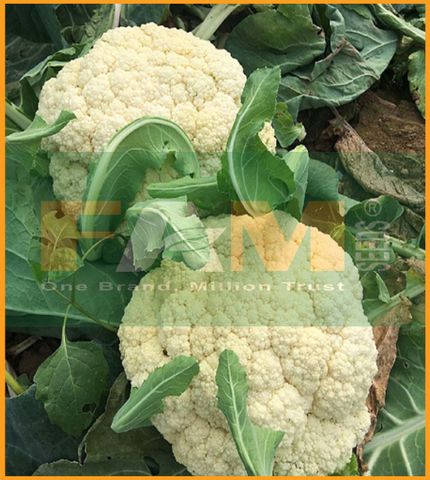 BÔNG CẢI TRẮNG FS 299