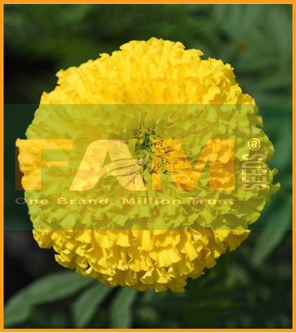 HOA CÚC VẠN THỌ THÁI LÙN VÀNG CHANH FAM 39