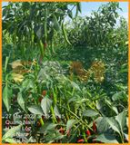 ỚT CHỈ ĐỊA FAM 333