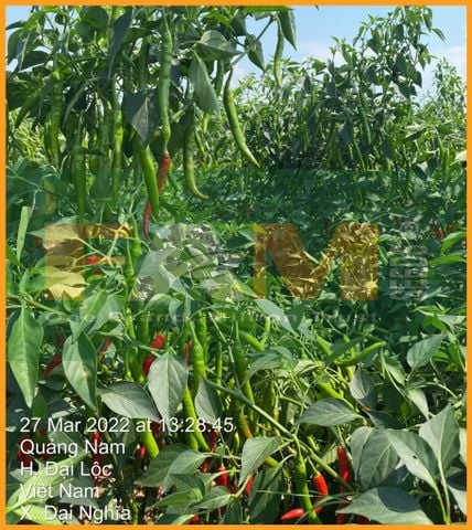 ỚT CHỈ ĐỊA FAM 333