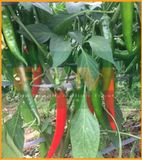 ỚT CHỈ ĐỊA FS 338