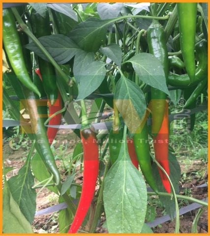 ỚT CHỈ ĐỊA FS 338