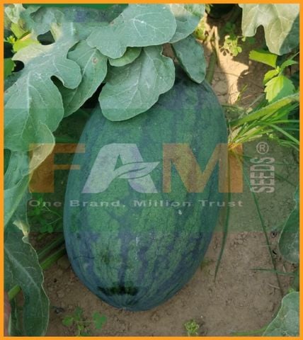 DƯA HẤU F1 FAM 386