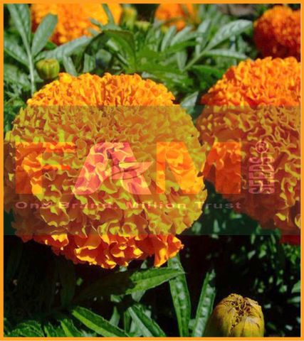 HOA CÚC VẠN THỌ THÁI LÙN VÀNG CAM FAM 29