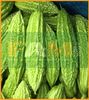 KHỔ QUA FAM 666