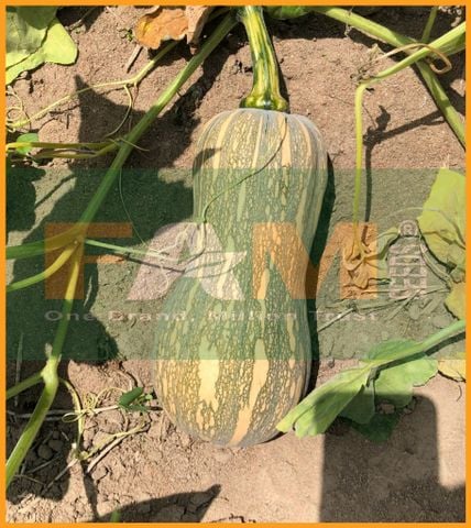 BÍ ĐỎ HẠT ĐẬU FAM 77