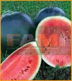 DƯA HẤU SUGAR BABY FS 101