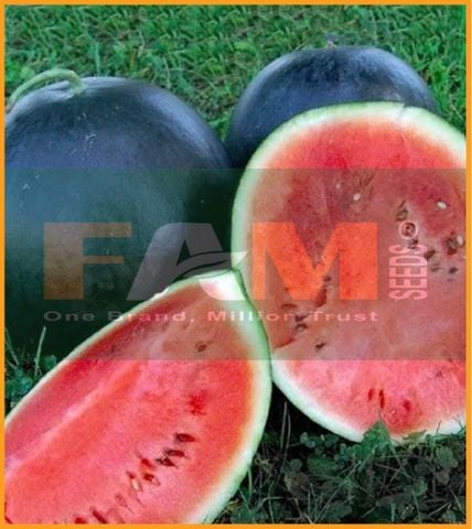 DƯA HẤU SUGAR BABY FS 101