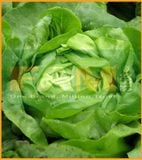 XÀ LÁCH BÚP FAM 45