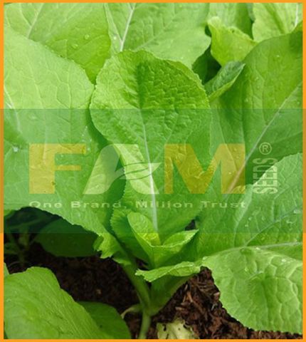 CẢI MƠ ĐĂM FAM 106